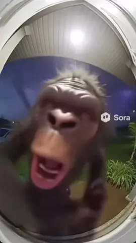 OPEN IT #fyp #viral #gorilla #tornado 