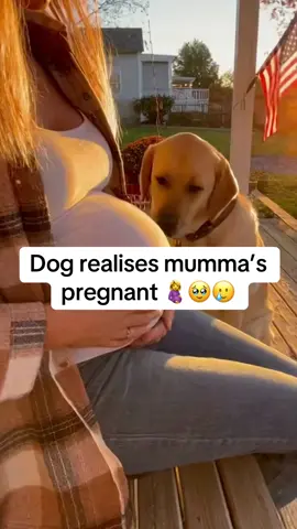 I didn’t know dogs knew!!! 🥹🥹🥹 #dogs #pregnant #wholesome 