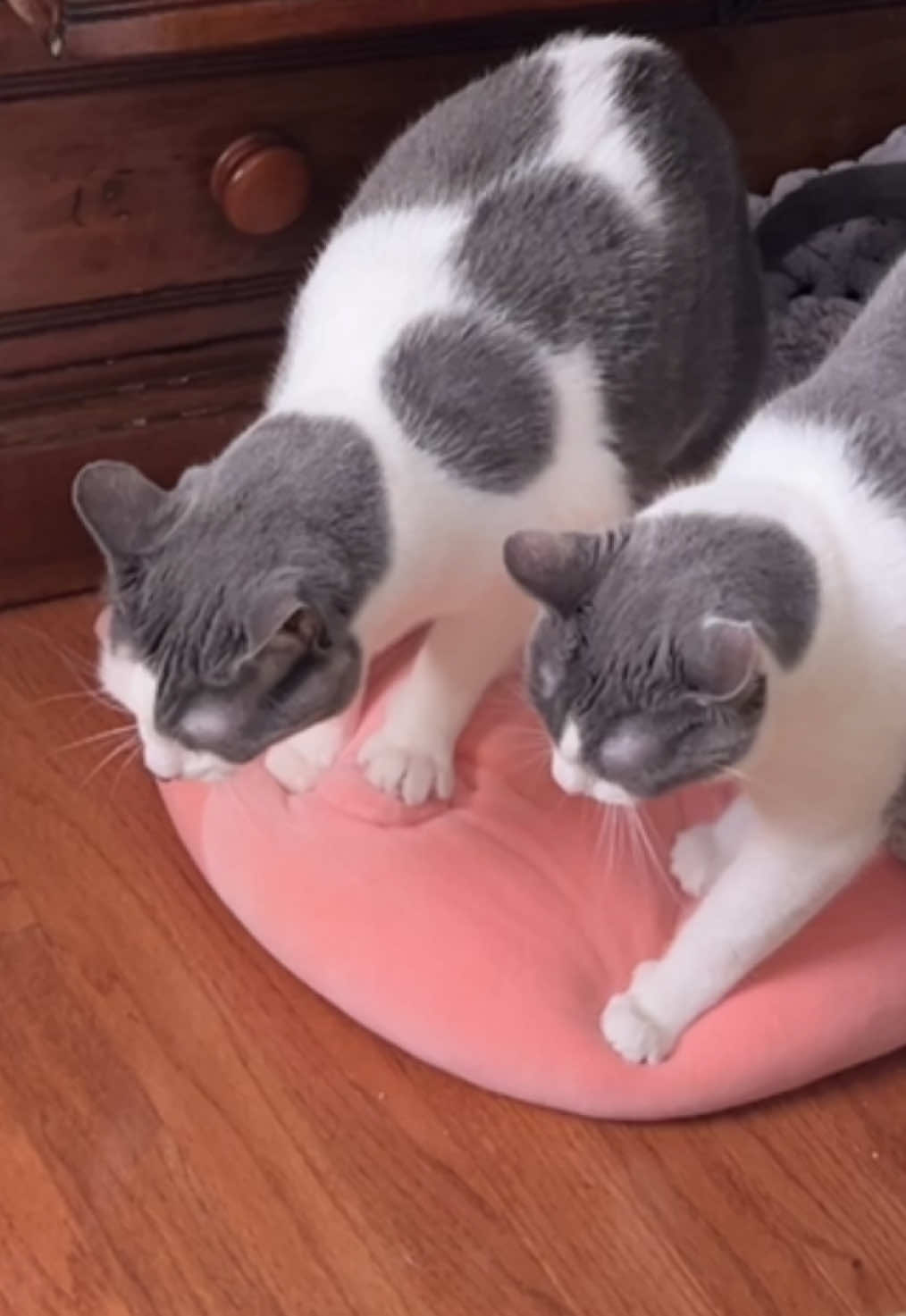 A squishmallow hates to see them coming  