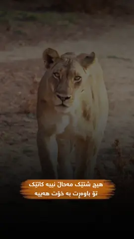 هیچ شتێک مەحاڵ نییە کاتێک تۆ باوەڕت بە خۆت هەییە🐆🖤