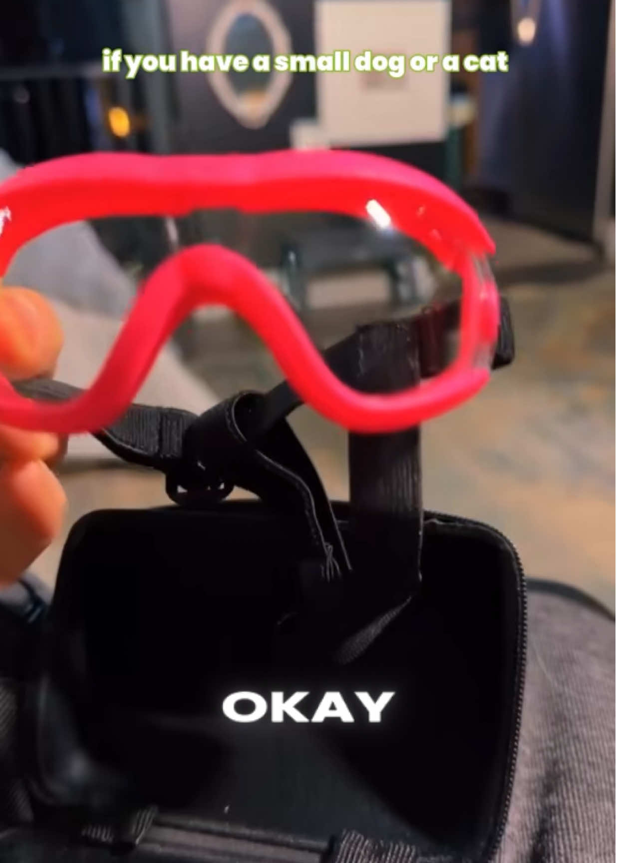 My golden retriever wants my cat’s goggles and is ready to take them before we can even put them on Mork @PetFriend #petgoggles #petaccessories #petfinds 