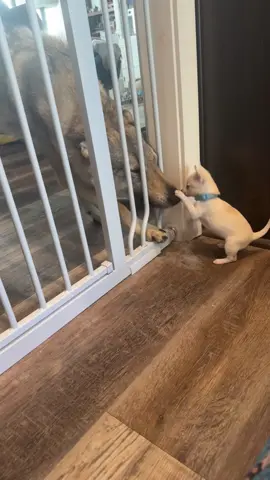 Raava has come a long way but still gets a little too excited with little foster puppies. Fortunately it seems like Crunchwrap Supreme isn’t too bothered ❤️ #fosterpuppy #czechoslovakianvlciak #puppy #dogsoftiktok #puppylife 