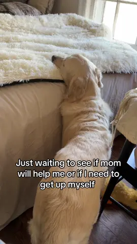 Come on mom #househippo #goldenretrieverlife 
