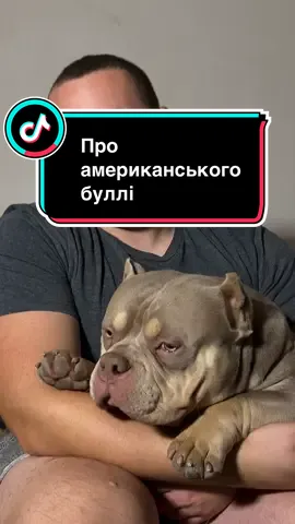 Наш малюк Оззі це неймовірне цуценя!а порода американський буллі це саме те що підійде і родині з дітками і в тих в кого квартира і в тих в кого будинок🥰#puppy #puppylove #ambully #americanbully 