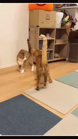 Always two cats 🐈 🐈‍⬛ create some funny moments😝😝😝🤣🤣🤣😂😂😂😜😜😜….. #cats #funny #catsoftiktok #funnyvideos #catlover 