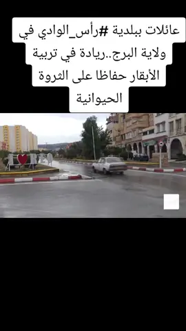 عائلات ببلدية #رأس_الوادي في ولاية البرج..ريادة في تربية الأبقار حفاظا على الثروة الحيوانية