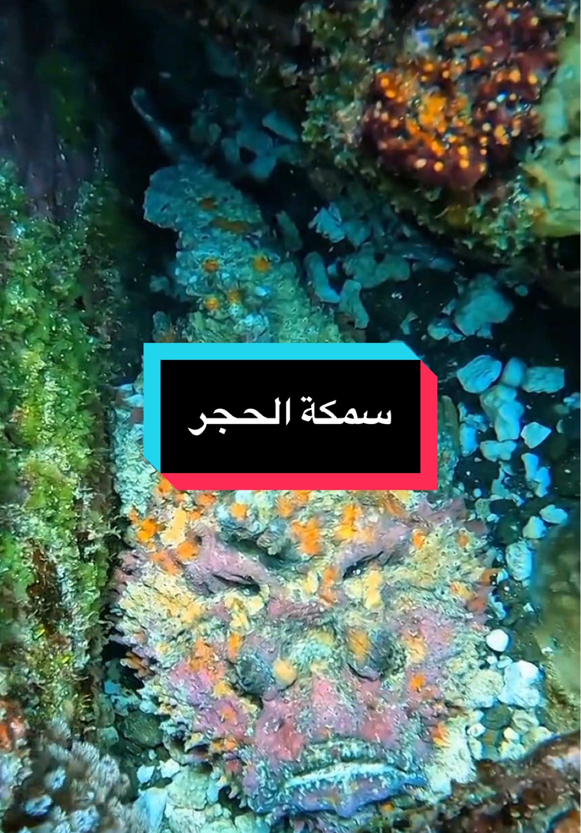 من بين أكثر الأسماك سمية في البحر😨🪨 #fyp #الاحياء_البحرية #عالم_البحار #stonefish #سمكة_الحجر  