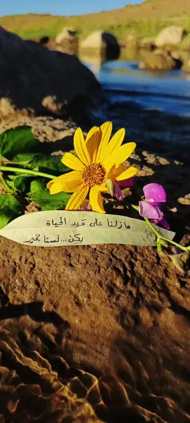 #تصويري📷 #رأس_العين  #فكأنني موجٌ يلاطمُ نفسهُ ‏البحرُ صدري والفؤادُ غريقُ #الحسكة_الرقة_القامشلي_ديرالزور #ادلب_حمص_حلب_شام_درعا_حماة 