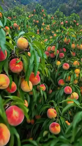 #fyp #foryoupage #fypシ #fruit #AlQuran 