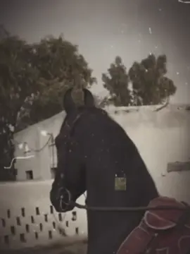 #CapCut #punjabidohra #باغی #foryou #fyp 