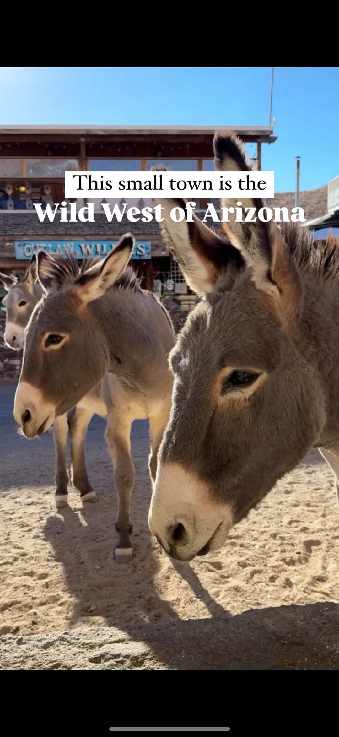Welcome to Oatman, Arizona where the burros run the town and the humans just visit 🌵🏜️🐴  Along historic Route 66 you’ll find Oatman, AZ just 2 hours from Las Vegas and 30 minutes from Kingman, AZ. The town is tiny and the wild donkeys outnumber the residents 10 to 1 and one of them is literally the mayor. With desert temps finally cooling off, now is the perfect time to visit this quirky roadside gem for an unforgettable day trip! I’ve also heard that if you visit in the spring there’s tons of baby burros wandering through town. Would you feed the wild burros in Oatman, Arizona? Oatman Arizona | Kingman Arizona | Wild Burros | Wild Donkeys | Things to do in Arizona | Things to do in the southwest | Southwest Roadtrip #oatman #oatmanarizona #burros 