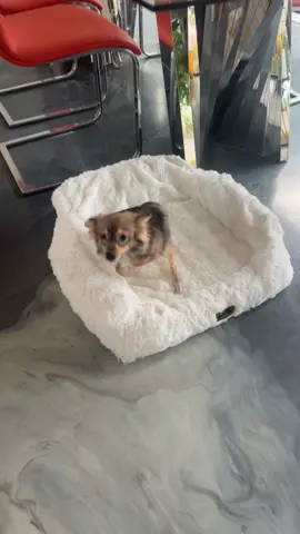 bunny’s first week home ❤️ #rescue #bipod #2leggeddog 