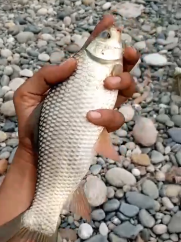 we catch fish here in the river near the village of the water #fishcaught #commoncarp #fishtok #foryou #riverfishing 