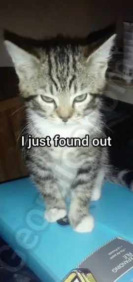Life didn't give us lemons #cat #funny #georgieebom #fyp #meme 