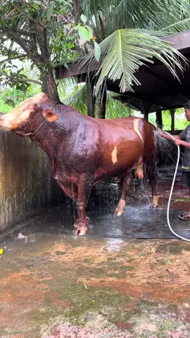 #fyp #viral #tiktok #berkahsakhafarm #pakwadaging 