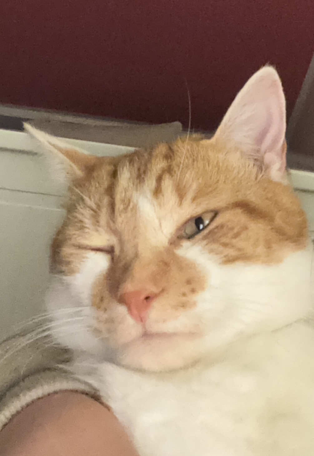 Gustaw cover #fyp #viral #blowup #cover #cat 