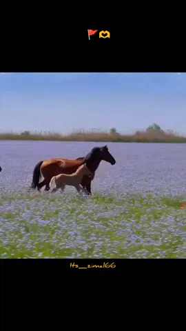 Farman Maula Ali (as)🚩🫶#foryoupage #fypシ゚viral #goviral #viral_vedio #islamic_post 