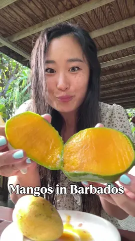 Big fan of fruit so I took many videos of me trying fruit in each country I went to on my Caribbean trip 🥭 About 5 months late on these videos but I’m getting to it I swear 😂 . . . #caribbean #barbados #mango #fruit #tastetest     