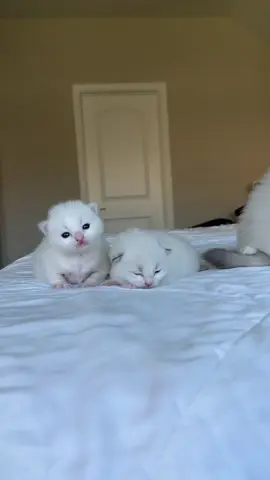 Comment your favorite names that start with 'S'