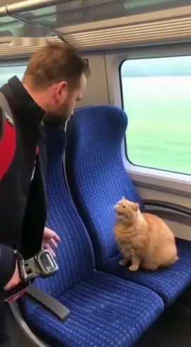 Katze ohne Fahrkarte #cat #funny #sora #ai #fyp 