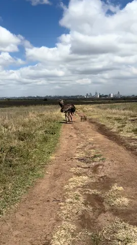 *Only in Nairobi National Park! 🐦🌇*   Where else can you spot a majestic *ostrich strolling freely* in the wild with the *Nairobi city skyline* standing tall in the background?   This perfect blend of nature and urban life is what makes Nairobi National Park so unique. The largest bird on land meets the heartbeat of the city — a true *
