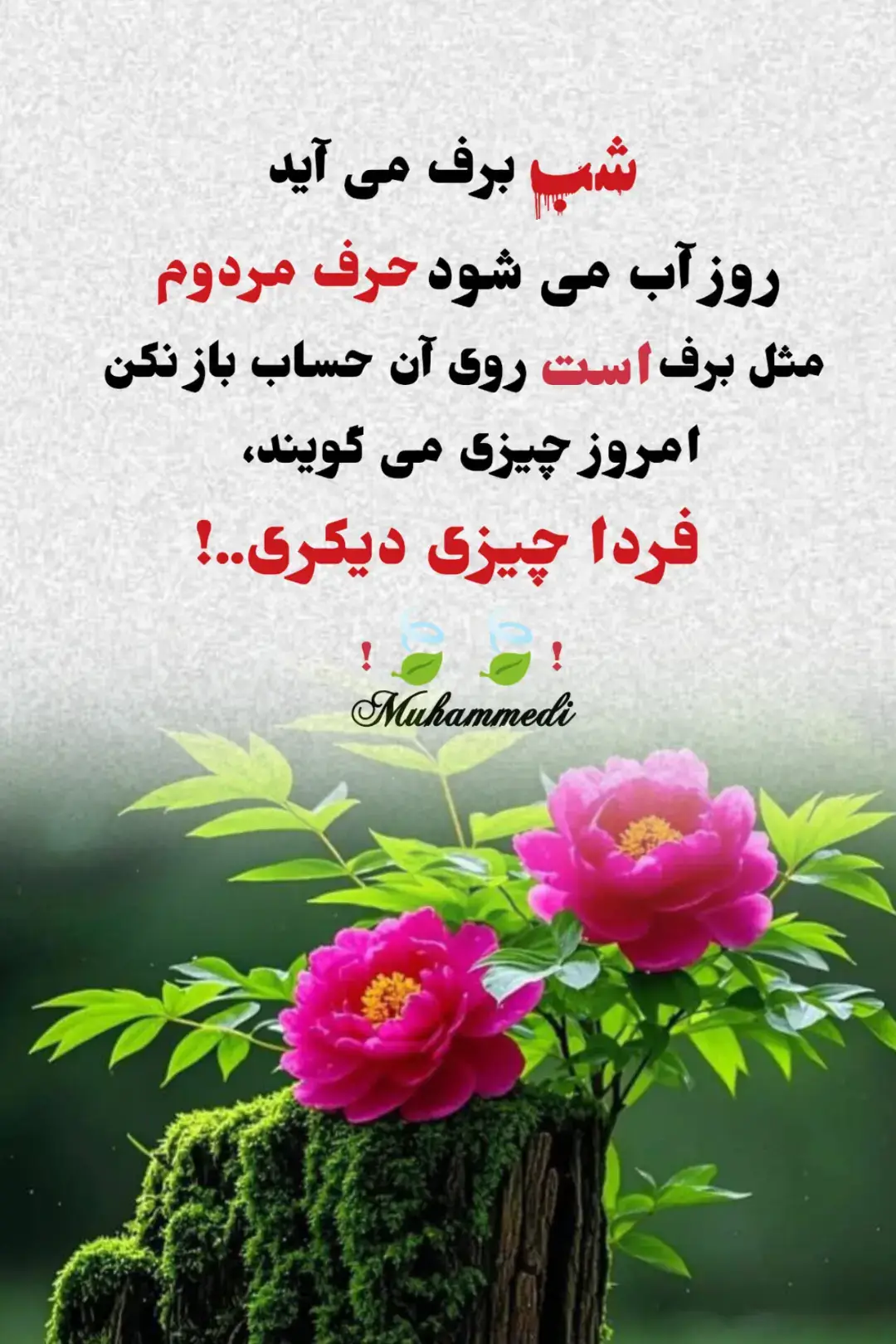 #تاجیک_هزاره_ازبک_پشتون_ترکمن🇦🇫  #فوریوپیج #اگست5_آغاز_تحریک_مزاحمت # #بروفاریو😴👋🏼___faryoutiktak😒 # #افغانی_تیک_تاک @𝑀𝑜𝒽𝒶𝓂𝓂𝒶𝒹𝒾 @فاطمه مهری @·٠٠·˙   ♛نظری◁❚❚▷ صیب ༻  ˙·•● 