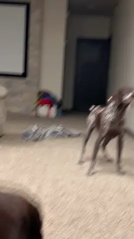 Dog’s reaction after farting 🤣#PetTok #FunnyDogs #TryNotToLaughChallenge #DogFartReactions #ViralPets2025 