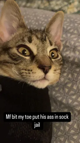 Free him out that sock #catsoftiktok #animals #foryoupage #fypシ #pets 