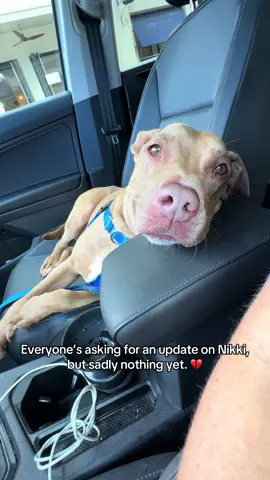 Nikki 🐾 A2082803 Broward County Animal Care 📍Fort Lauderdale, FL • 6 years old female • Lab/Pitty Mix • Calm, sweet, & loves car rides • Dog selective  • Her owner passed away and she has been at the county shelter since June 2025  Please share 🙏🏼 @BrowardCountyPetOfTheWeek @Julie @Pawerful Pet Project @Lucky One Lemonade @WAGS Dog Rescue and Training @Angelina 