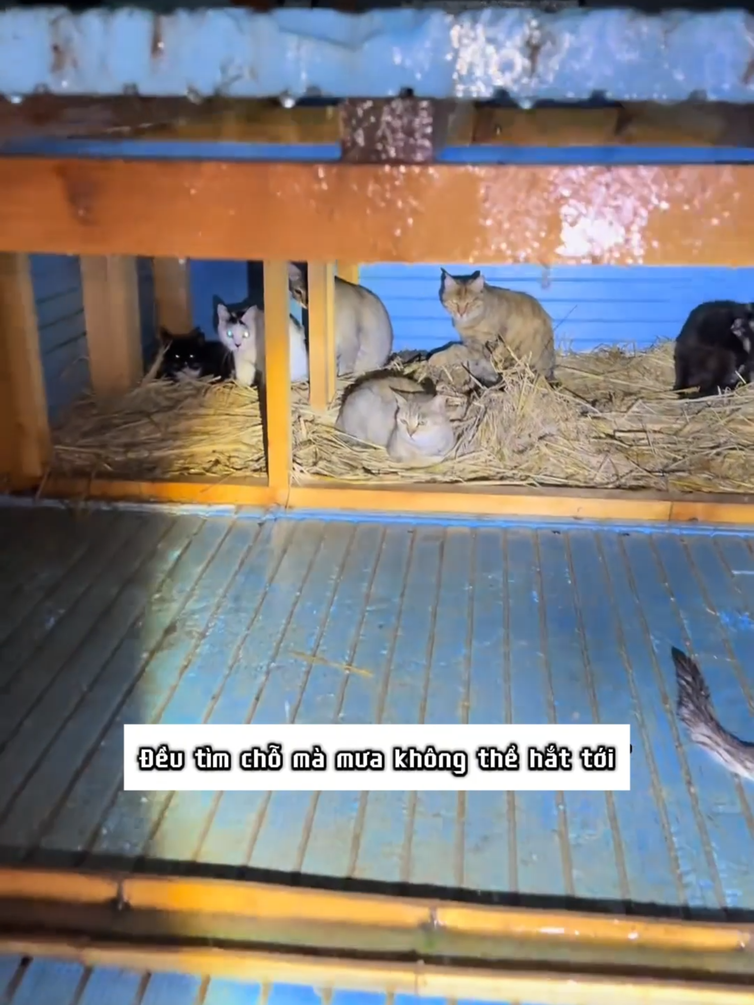 CutePet | Dựng thêm nhà cho các bé mèo.#cat#catlover#cutepet#meow