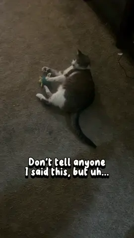 #CapCut My momma is my favorite ❤️ #fypシ #catlovers #CatsOfTikTok #catsoftiktokcomedy 