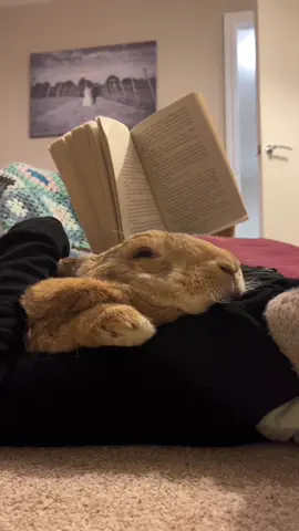 Bunnies, books, and blankets - part 4 🥰 #bunnies #cosy #houserabbit 