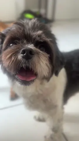 I’m all over your business #stormithedog #petsofmari 