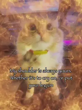 My shoulder is... 😘😘#cattok #rizz #relatable #joke #meme 