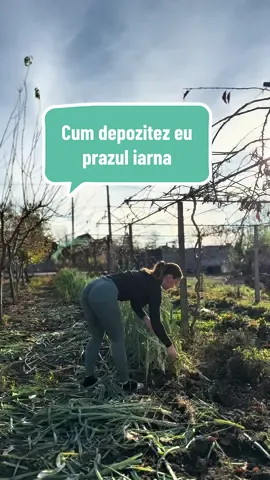Prazul  este înrudit cu ceapa și usturoiul dar are un gust mai fin, dulceag și o aromă delicată.  Înlocuiește ceapa în mâncăruri dar oferă un gust mai rafinat. Este foarte rezistent la frig așa ca poate rezista și natural, în grădină, fără depozitare specială.  Dacă nu ai solar, îl poți păstra în beci, îngropat în nisip umed pentru a nu se deshidrata. #leek #healthyfoods #nutrients #romanianfood #oltenia 