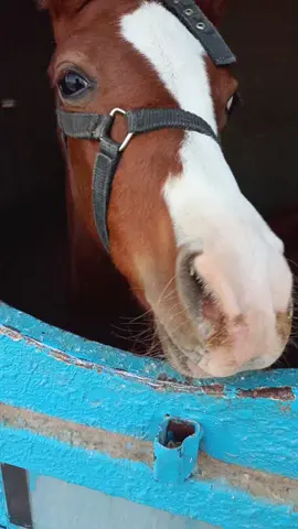 🤣🤣🐎💞