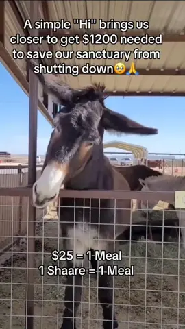 It’s Weekend feel good vibes❤️ Every kind comment means a world to a hungry donkey at our farm🥹🙏 $25 = 1 Meal 1 Shaare = 1 Meal #donkeylife #DonkeyRescue #AnimalRescue #AnimalLover #DonkeySanctuary 