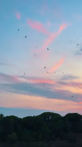 #nature #bird #sud #France 🇫🇷