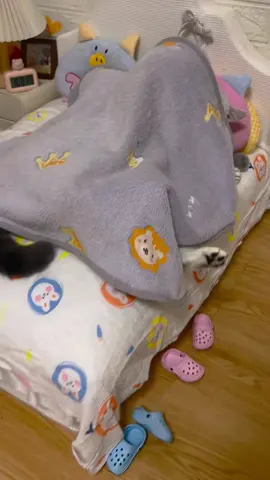#catsoftiktok 