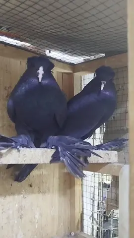 حبايب نباعن صارن من نصيب اخوي ابو كرار@حجي حيدر البغدادي 