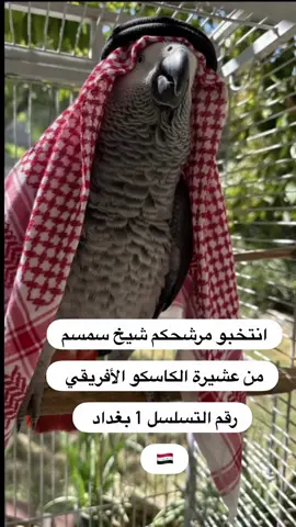 انتو بكيفكم بعد 😂😂🤣✨#كاسكو #طيور #fyp #fypシ゚ #explore 