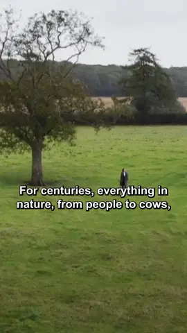 Cunk really said, ‘we’re all basically air junkies.’ Imagine dying from not breathing, how embarrassing. #PhilomenaCunk #cunkonearth  #ExistentialComedy #DarkHumor #fyp 