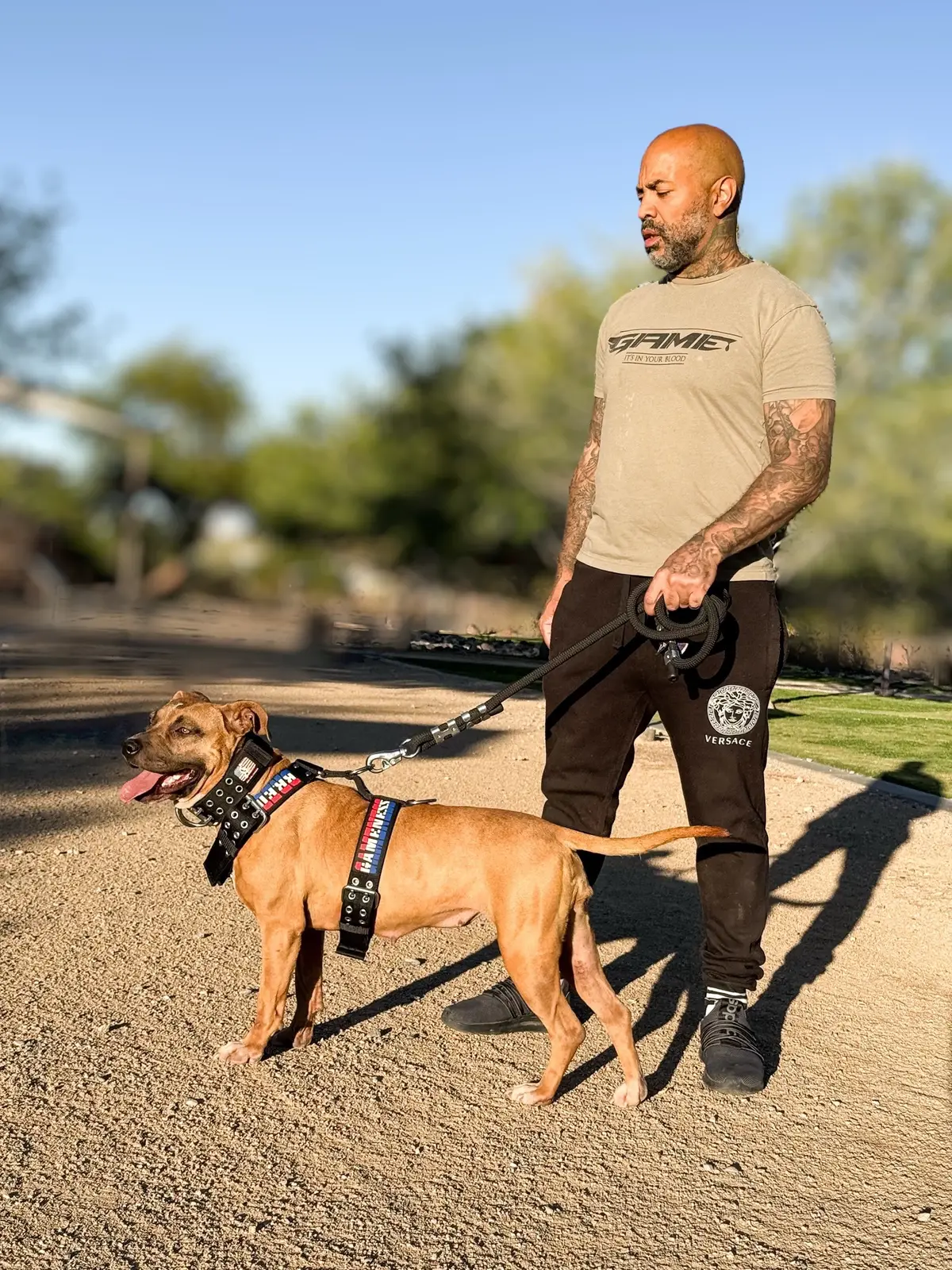 Getting those hand walks in with your dog builds Just about everything. Specially when they pull the whole way threw like this gorilla 🦍 #pitbull #pitbullsoftiktok #dogsoftiktok #dog 
