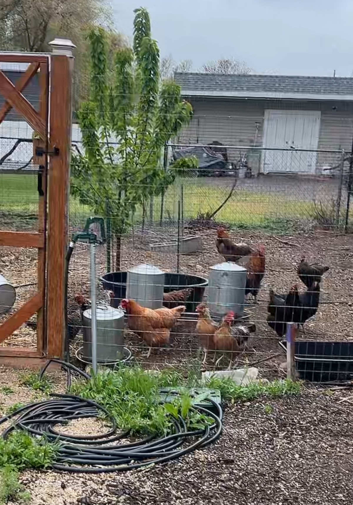 Chickens are so gross.  You gotta do what you gotta do. 😅 🐓  #chickens #chickensoftiktok #chickenthings #freshggs #chickeneggs 