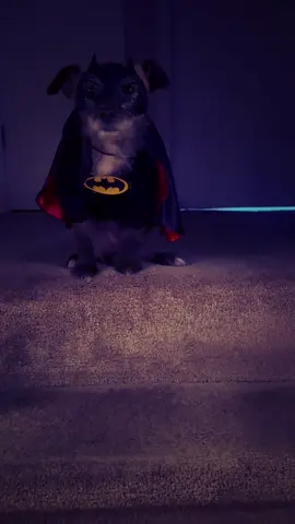 Punche Halloween Costume Ideas #spookyseason #spookydog #batdog #doghalloween  #LIVEIncentiveProgram