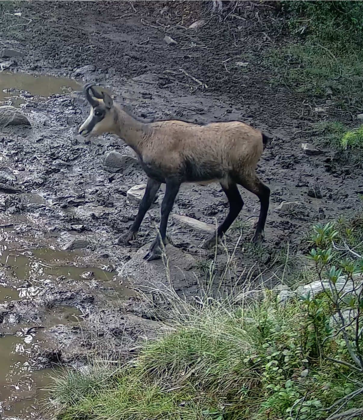 Camoscio nei pressi di una pozza fangosa - Val Tartano  #fototrappola #camoscio #natura #italia #valtellina 