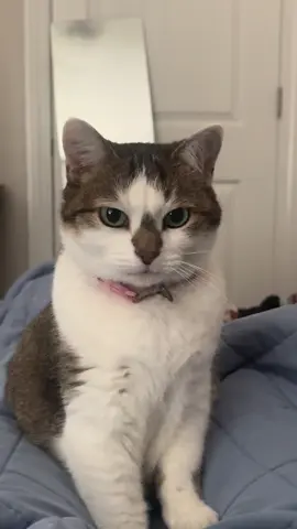 I slept in today, so lincoln woke me up very politely. #cat #cats #catsoftiktok #pet #pets #PetsOfTikTok #cute #funny