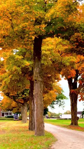 #autumn #autumnvibes #october #fallincanada #foryou 