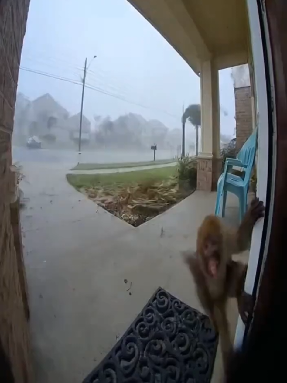 macaco segura na porta em enquanto tempestade  #animal #ventania #segue 