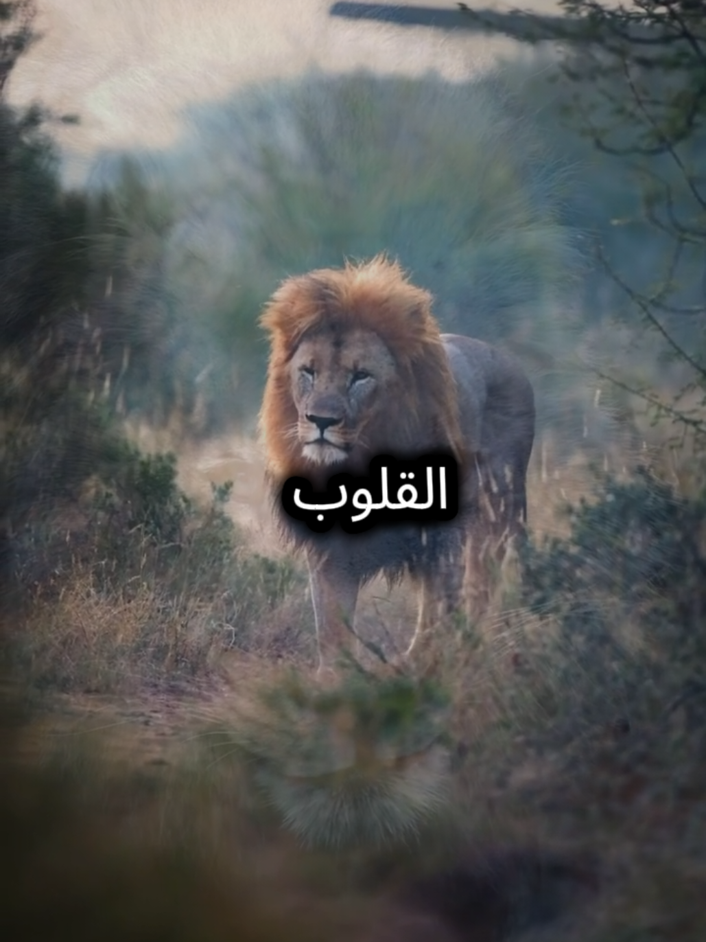 عبرت الطرق المظلم وحدي وواجهت ما كان يكفي ليكسر اعظم القلوب لكنني صمت #المواقف #اقتباسات_عبارات_خواطر #اقوال_وحكم_الحياة #puredreams #كلام_من_ذهب 